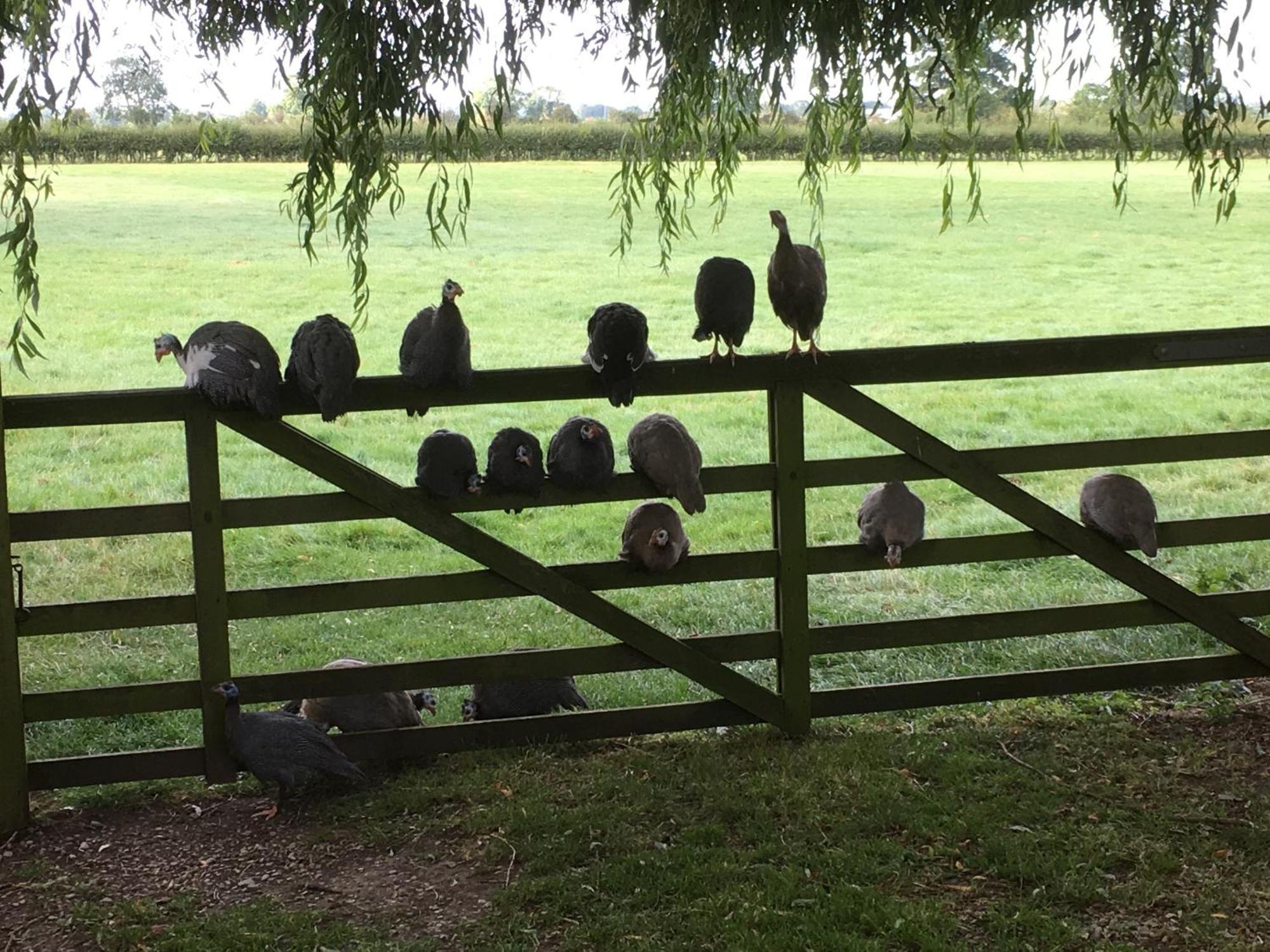 Brickfields Farm Bed & Breakfast Kirkbymoorside Eksteriør bilde